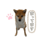 豆柴こむぎの日常スタンプ（個別スタンプ：6）