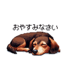 ドット絵 ミニチュア ダックス チョコ タン（個別スタンプ：2）