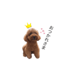 我が家の犬りーち君（個別スタンプ：1）