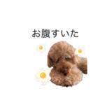 我が家の犬りーち君（個別スタンプ：3）