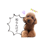 我が家の犬りーち君（個別スタンプ：6）