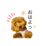我が家の犬りーち君（個別スタンプ：8）