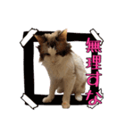 愛猫杏太郎の挨拶（個別スタンプ：8）