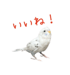 ごま（オス）（個別スタンプ：1）