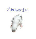 ごま（オス）（個別スタンプ：3）