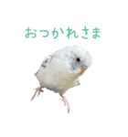 ごま（オス）（個別スタンプ：4）