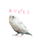 ごま（オス）（個別スタンプ：5）
