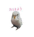 ごま（オス）（個別スタンプ：6）