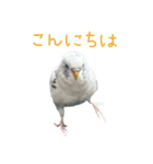 ごま（オス）（個別スタンプ：7）