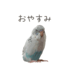 ごま（オス）（個別スタンプ：8）