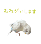 ごま（オス）（個別スタンプ：11）