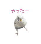 ごま（オス）（個別スタンプ：12）