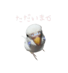 ごま（オス）（個別スタンプ：13）