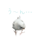 ごま（オス）（個別スタンプ：14）