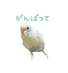 ごま（オス）（個別スタンプ：15）