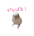 ごま（オス）（個別スタンプ：16）