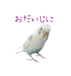 ごま（オス）（個別スタンプ：17）