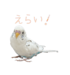 ごま（オス）（個別スタンプ：20）