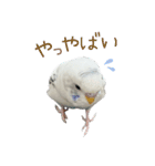 ごま（オス）（個別スタンプ：21）