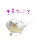 ごま（オス）（個別スタンプ：23）
