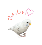 ごま（オス）（個別スタンプ：24）