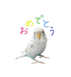 ごま（オス）（個別スタンプ：25）