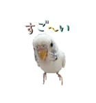 ごま（オス）（個別スタンプ：28）