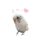 ごま（オス）（個別スタンプ：29）
