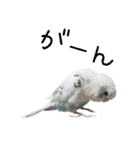 ごま（オス）（個別スタンプ：31）