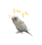 ごま（オス）（個別スタンプ：36）