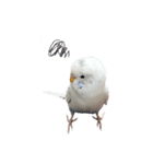 ごま（オス）（個別スタンプ：39）