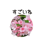 わたしの好きな花スタンプ（個別スタンプ：7）