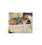 大好き金太郎8（個別スタンプ：24）
