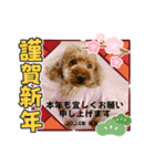 美羽さんの前向きスタンプ2024愛犬編（個別スタンプ：6）