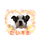 ボステリまる（個別スタンプ：6）