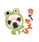 ぽみのご挨拶シリーズ（個別スタンプ：12）