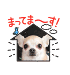 ぽみのご挨拶シリーズ（個別スタンプ：14）