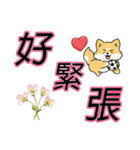 大きな文字でかわいい柴犬の日常セリフ（個別スタンプ：25）