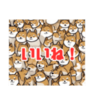 Shiba-inu-san（個別スタンプ：3）