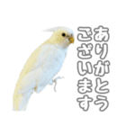 オカメインコの日常(アルビノ)（個別スタンプ：8）