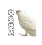 オカメインコの日常(アルビノ)（個別スタンプ：11）