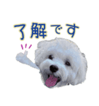 白犬プーちゃん（個別スタンプ：2）