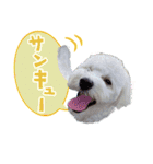 白犬プーちゃん（個別スタンプ：3）