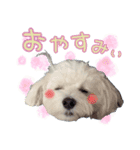 白犬プーちゃん（個別スタンプ：9）