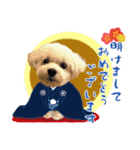 白犬プーちゃん（個別スタンプ：14）