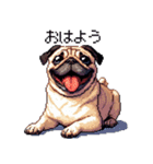 ドット絵 パグ 犬 40種 定番（個別スタンプ：1）