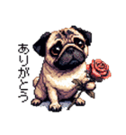 ドット絵 パグ 犬 40種 定番（個別スタンプ：3）