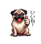 ドット絵 パグ 犬 40種 定番（個別スタンプ：11）