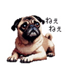 ドット絵 パグ 犬 40種 定番（個別スタンプ：28）