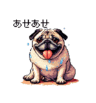 ドット絵 パグ 犬 40種 定番（個別スタンプ：30）